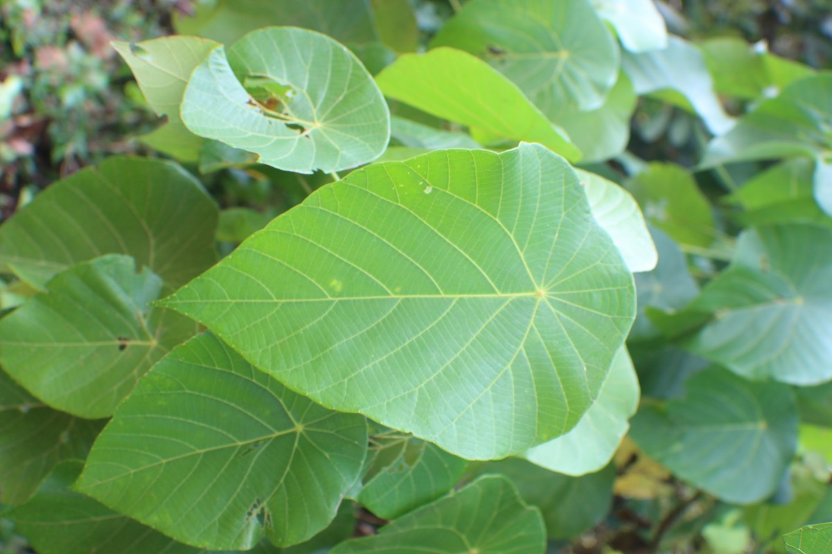 Macaranga peltata (Roxb.) Müll.Arg.